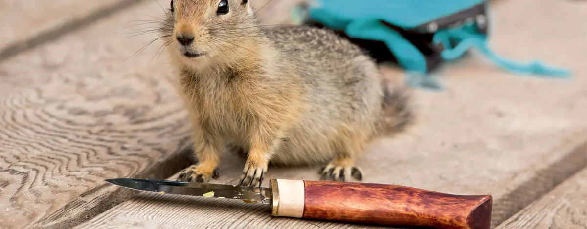 Ratgeber: Messer Ratgeber: Messer