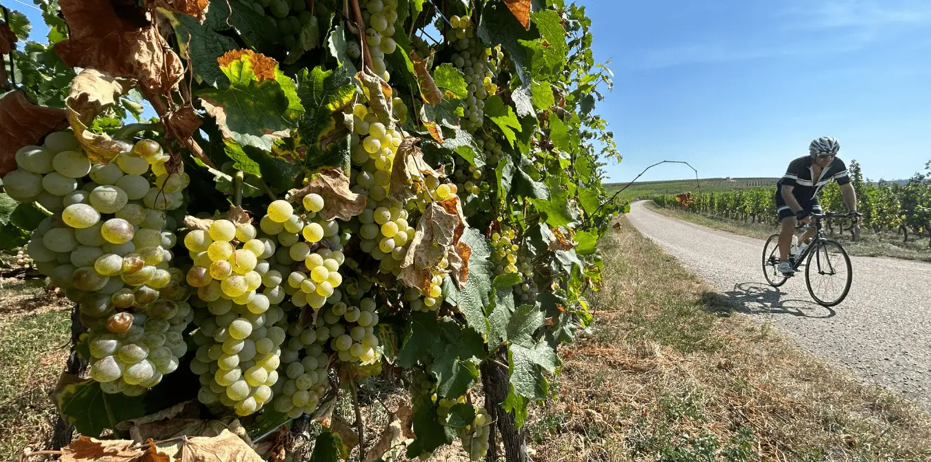 Gravelbike- und Rennradtouren im Elsass