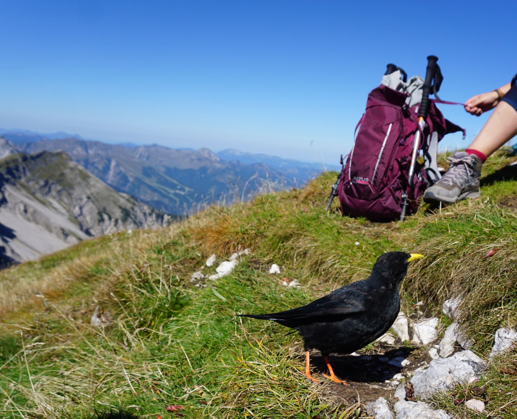 Stockhalterung mit Krähe