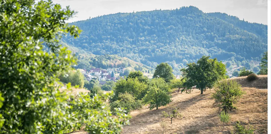 Wandern Schwarzwald 