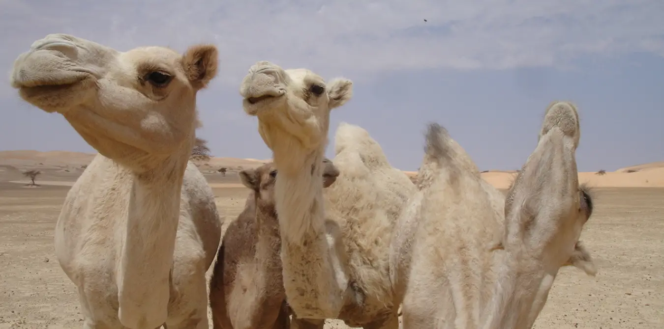 Extremwandern: Solo durch die Sahara - Mauretanien