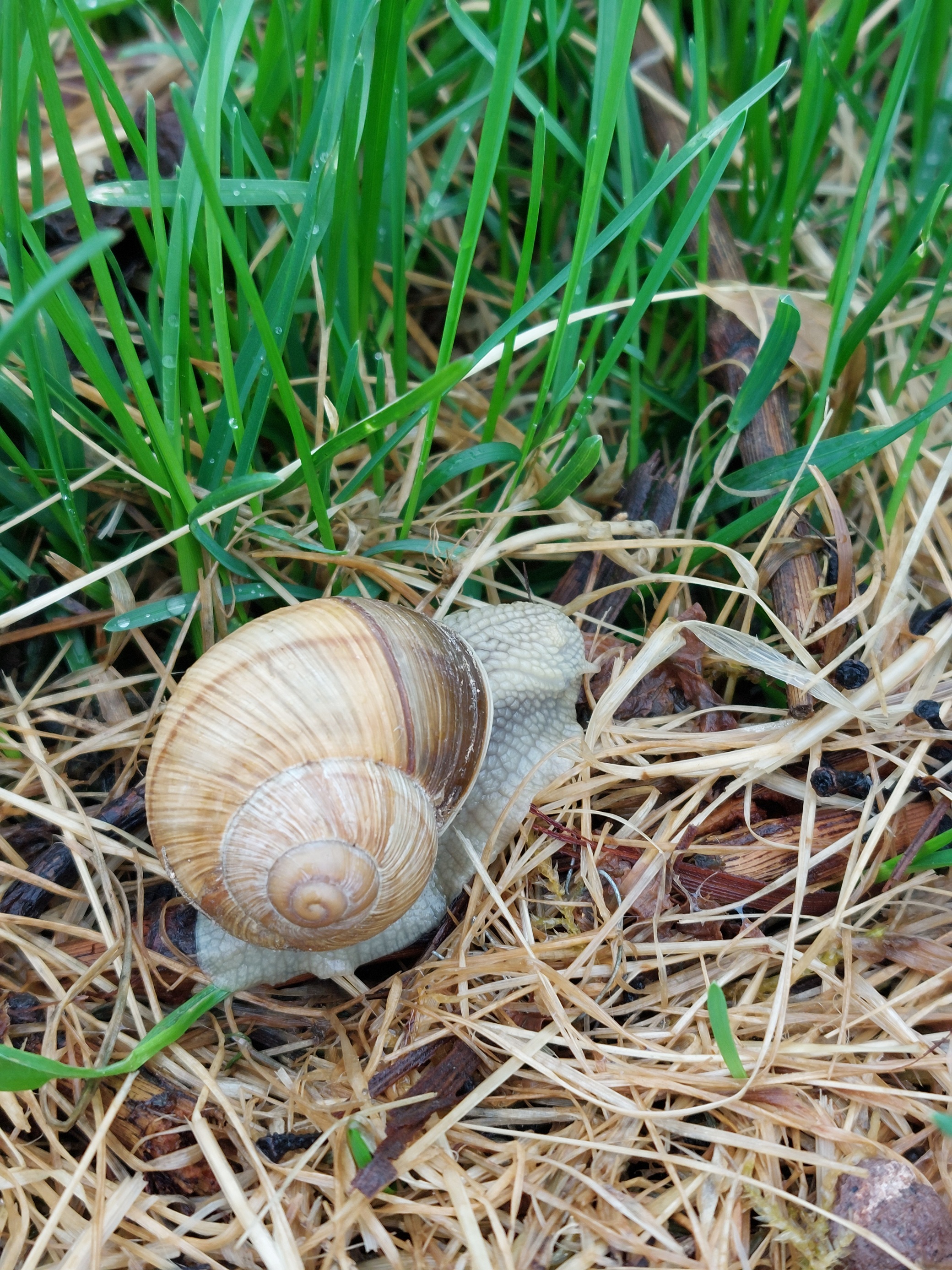 Weinbergschnecke