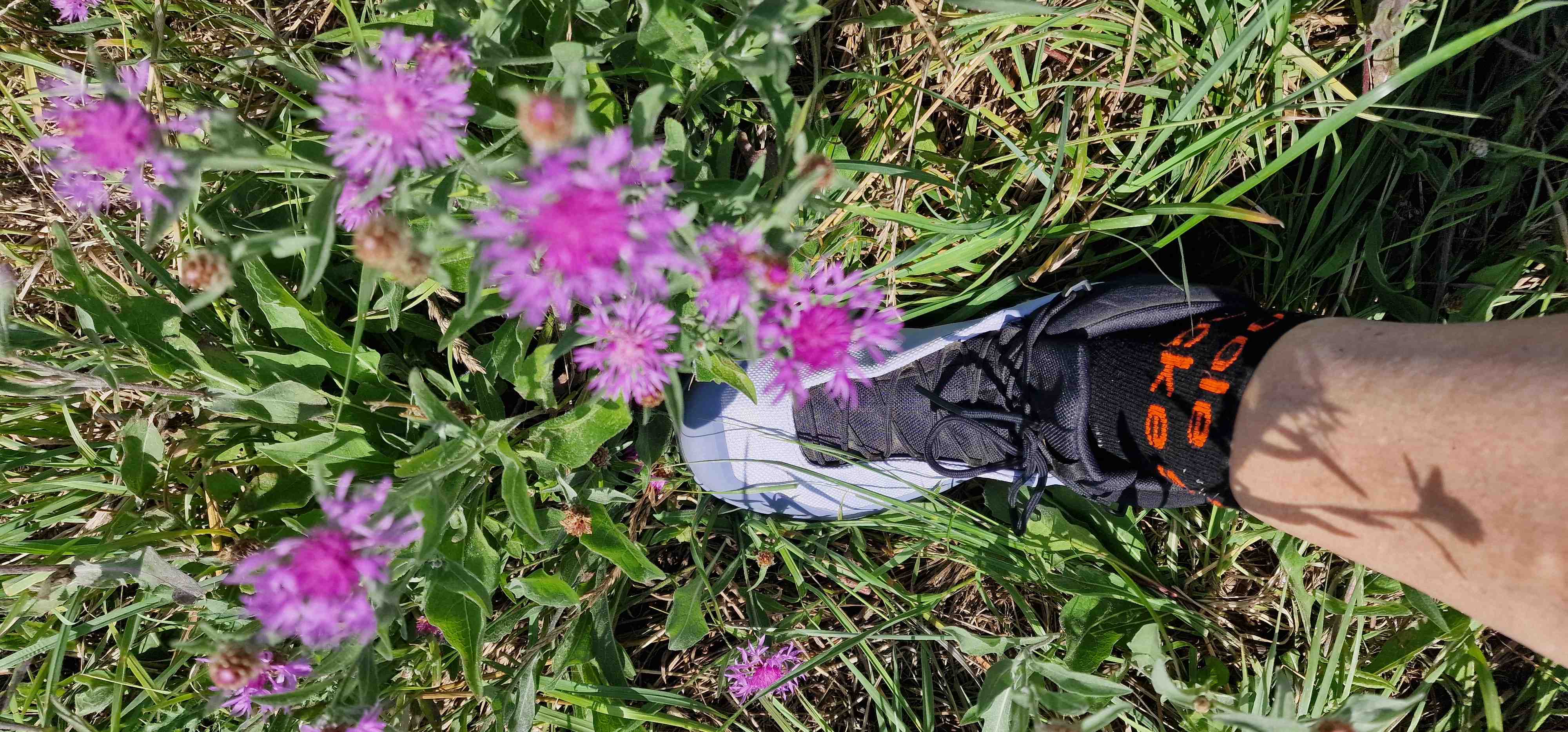 Blumenwiesen, Waldweg und Co.