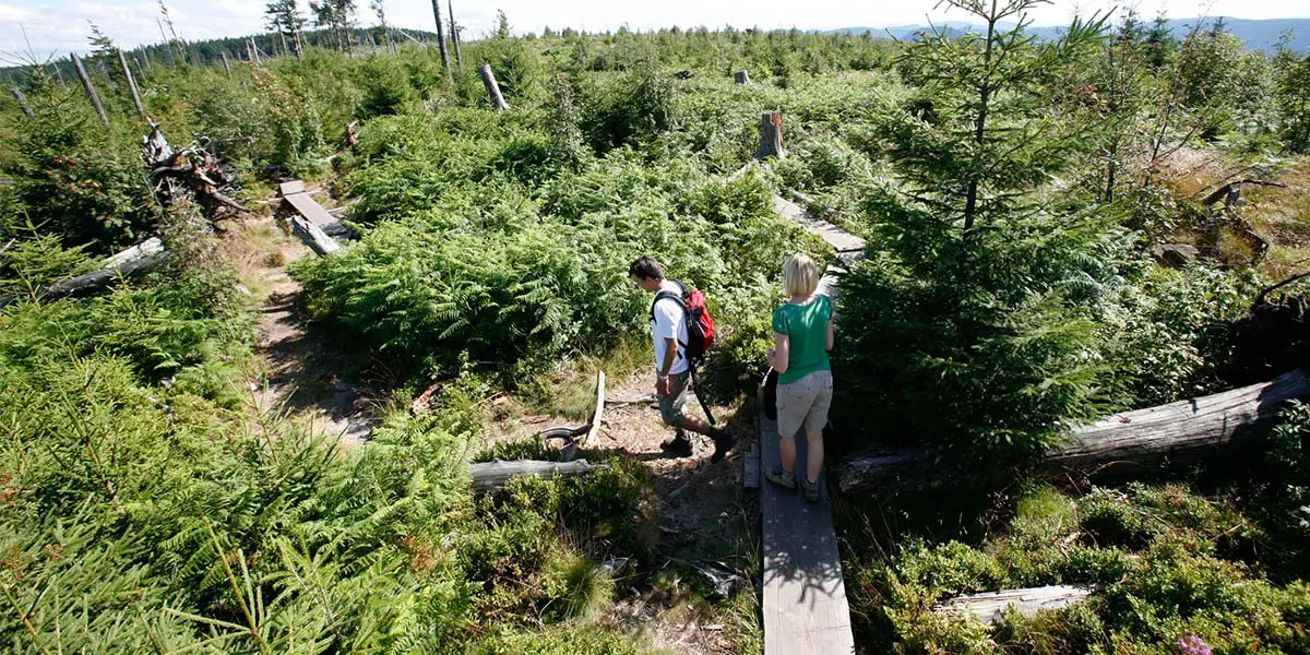 3_Nationalpark_Schwarzwald_Lotharpfad_Ulrike_Klumpp-min