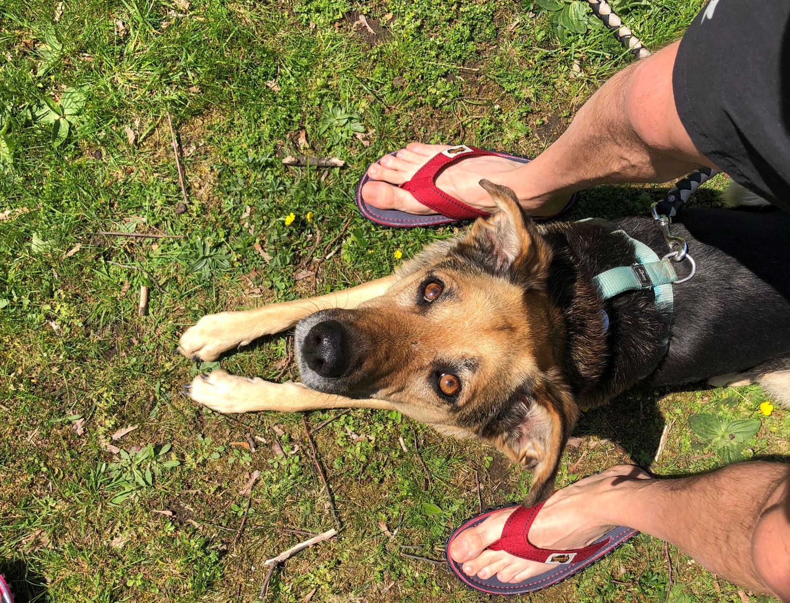 mit Hund