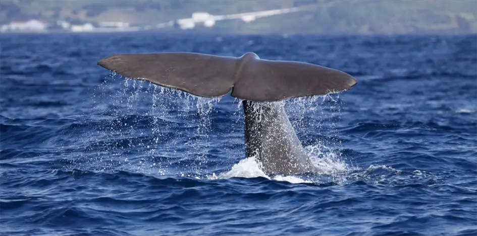 Whale Watching Sao MIguel Azoren