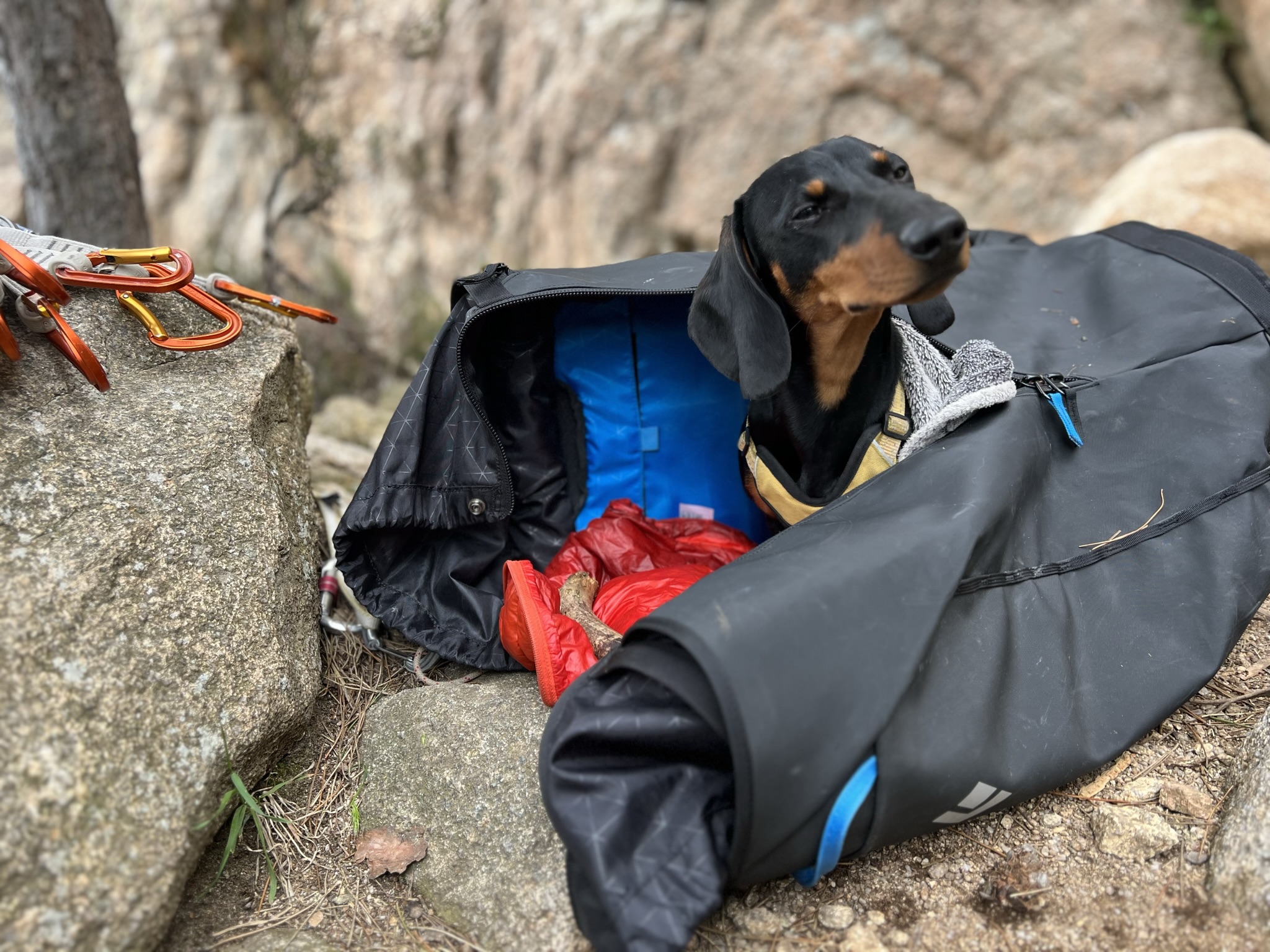 Dackel im Kletterrucksack