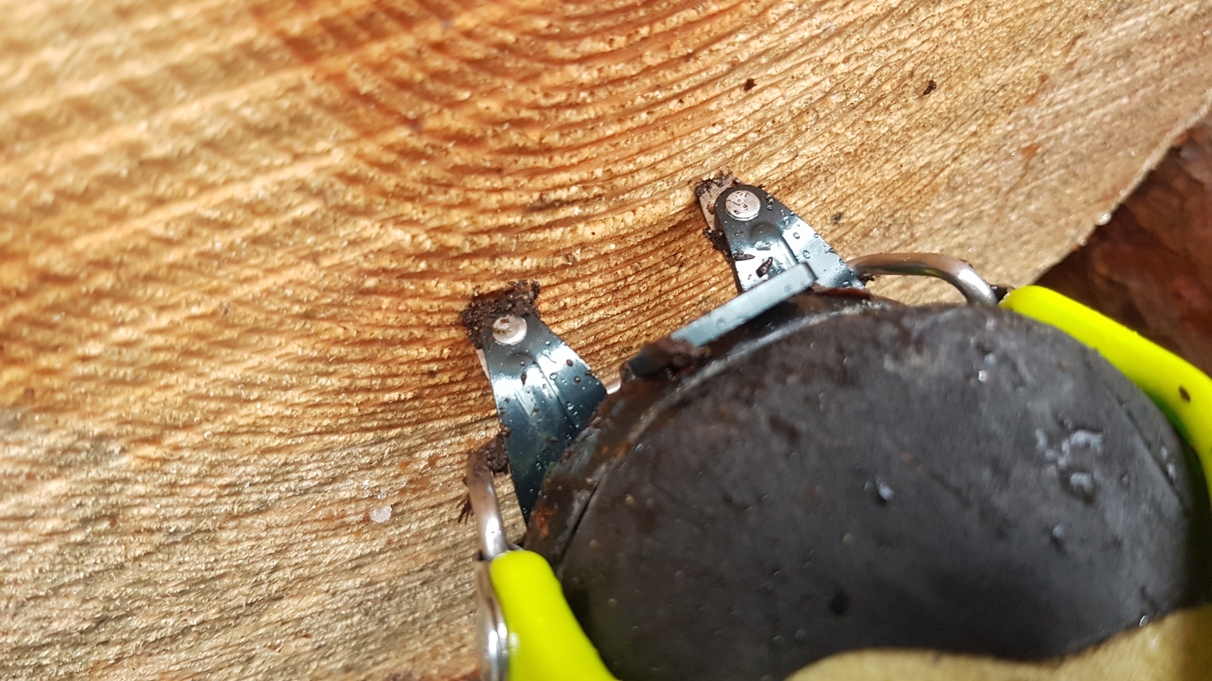 Frontzacken beißen mühelos ins Holz