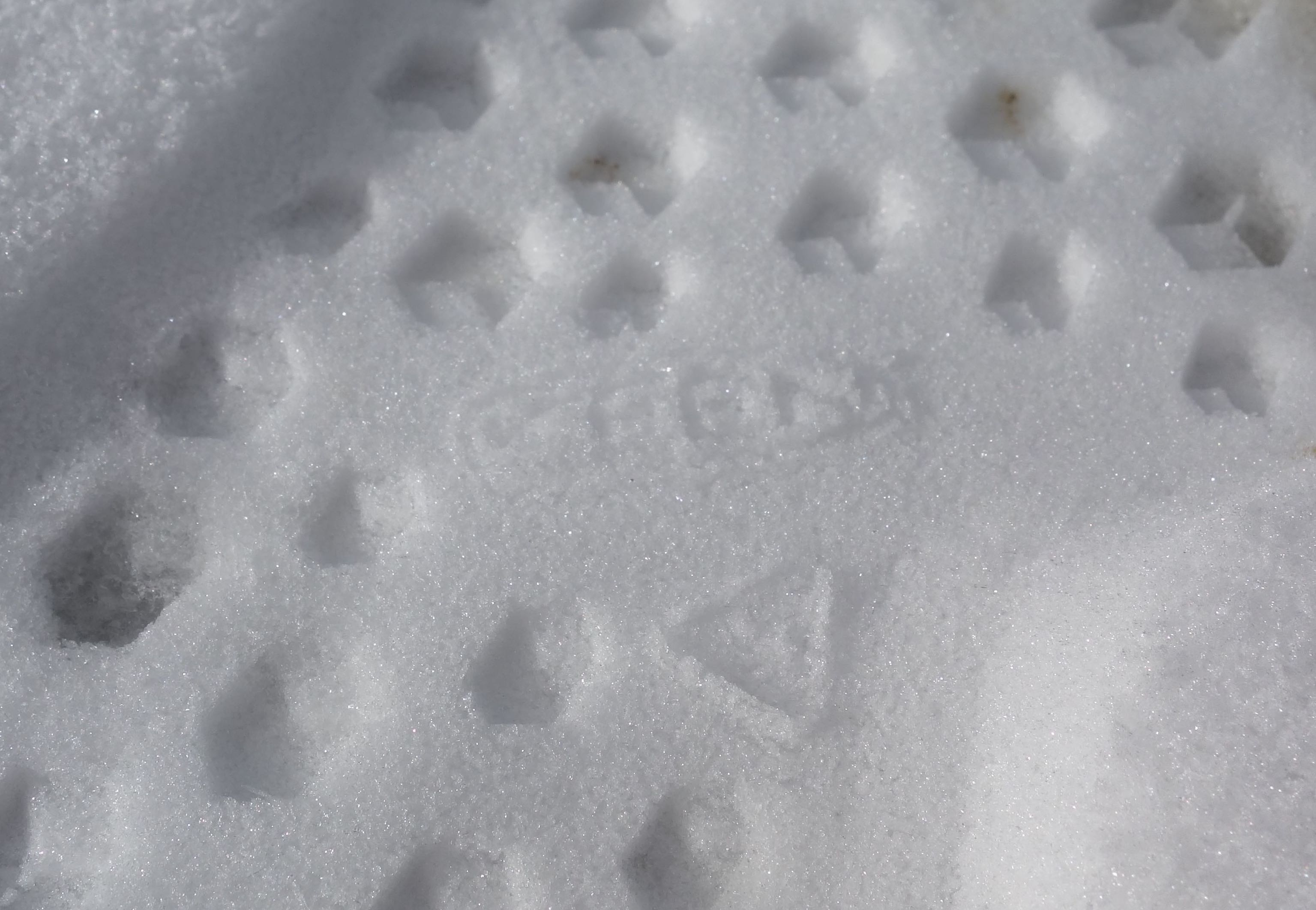 Das Logo ist im Abdruck im Schnee zu sehen