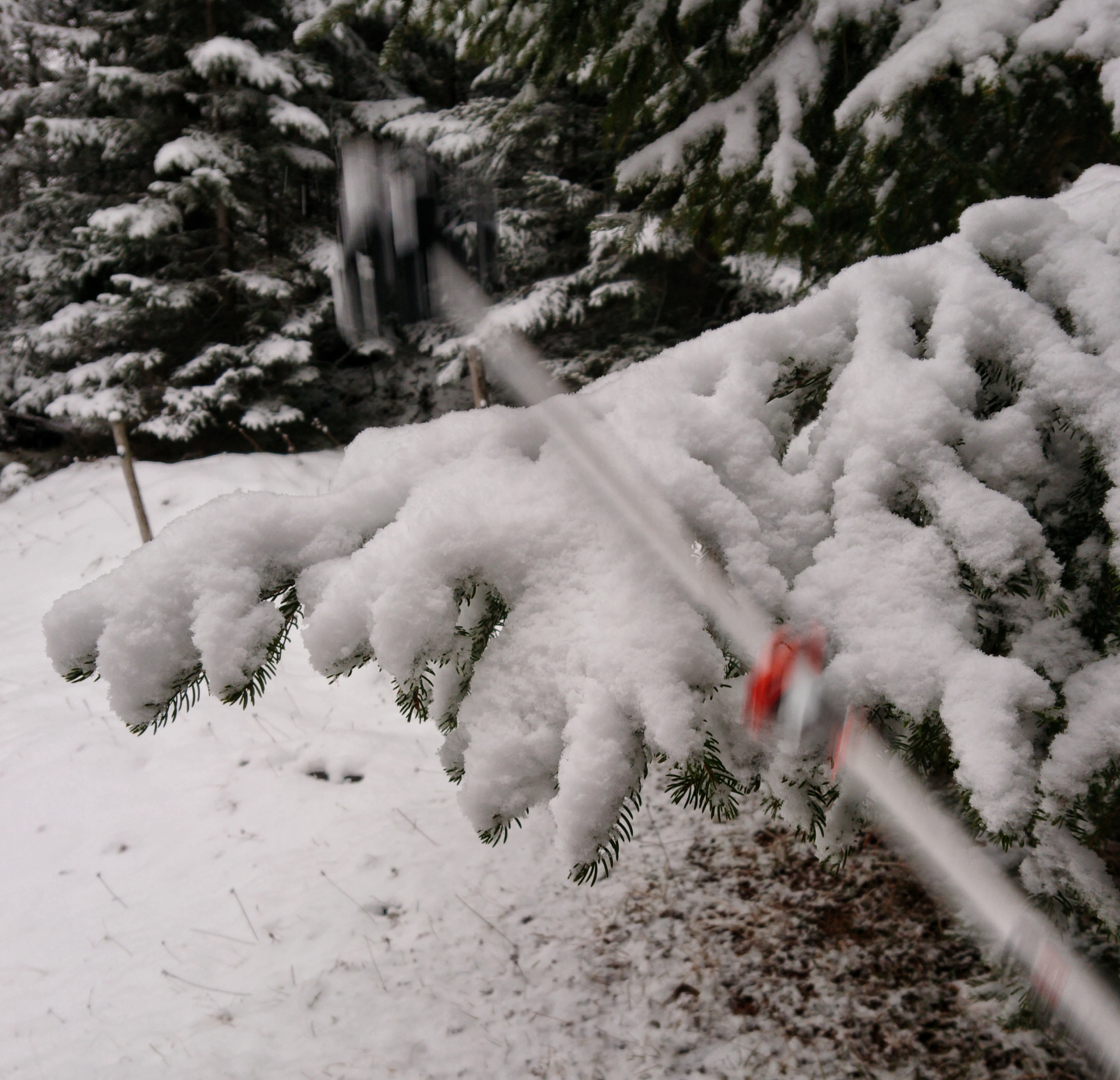 Schnee vom Baum klopfen