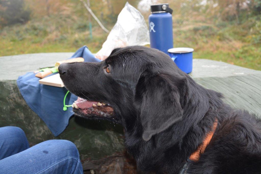 Hund