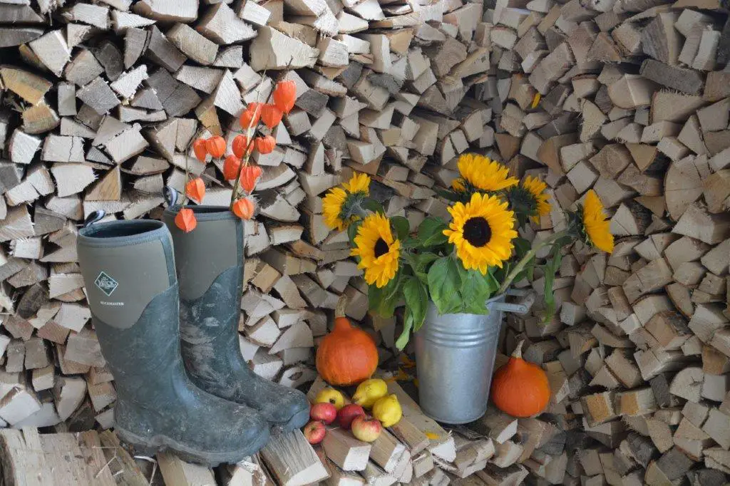 Sonnenblume mit Stiefel