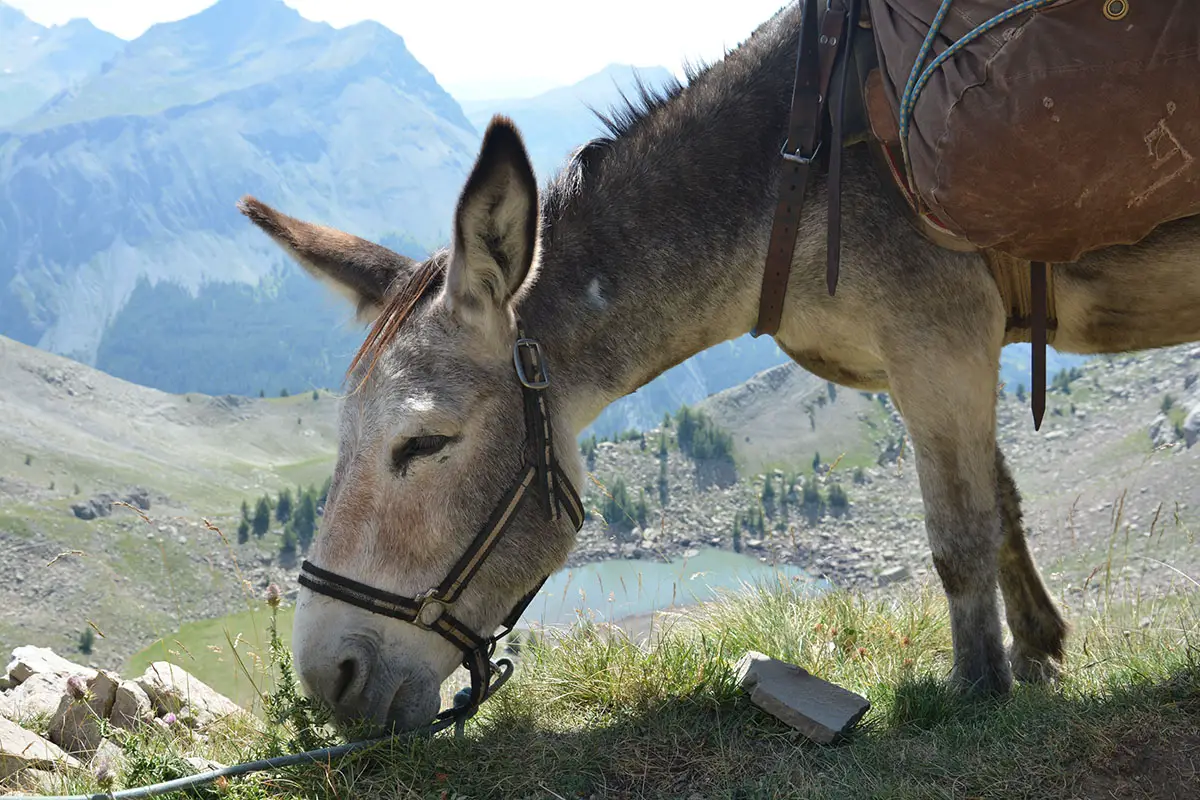 Weitwandern mit Esel -Mercantour-Südfrankreich-Esel Ouzo