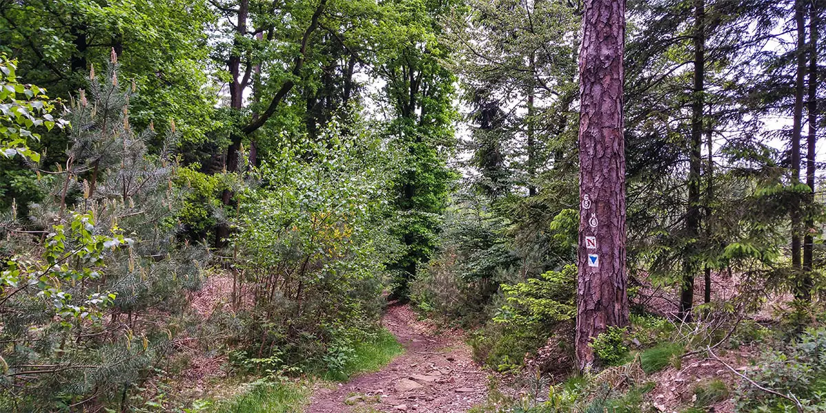 Etappe 3_Weg nach Grasellenbach _ Nibelungensteig _© WFB