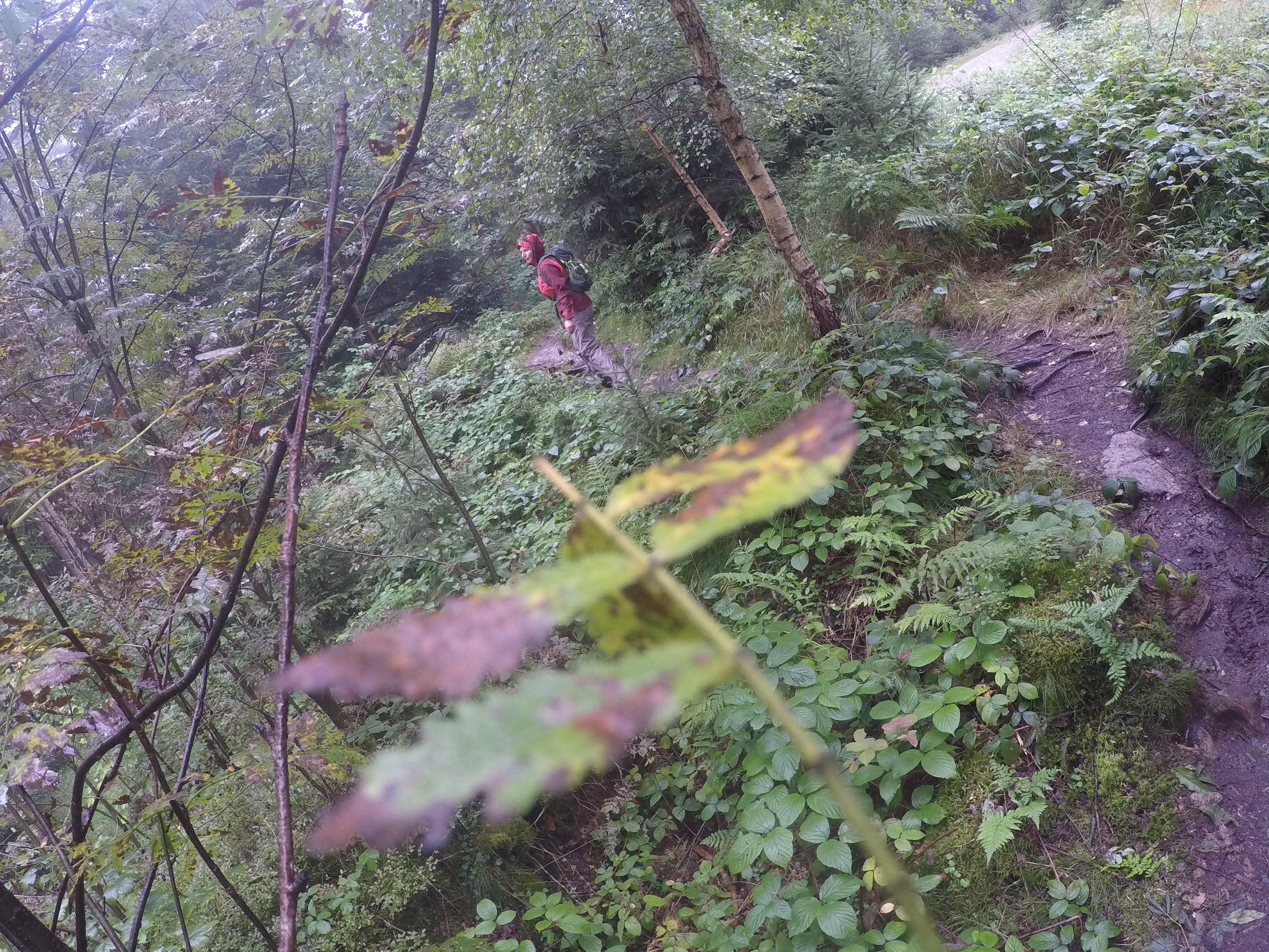 steig