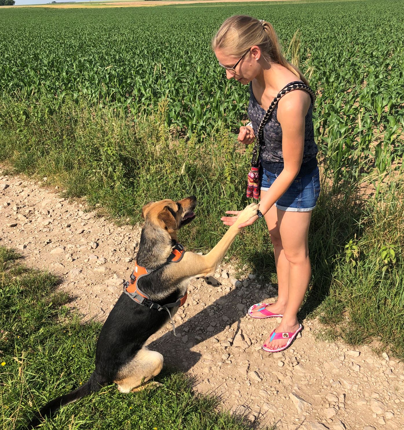Hundetraining