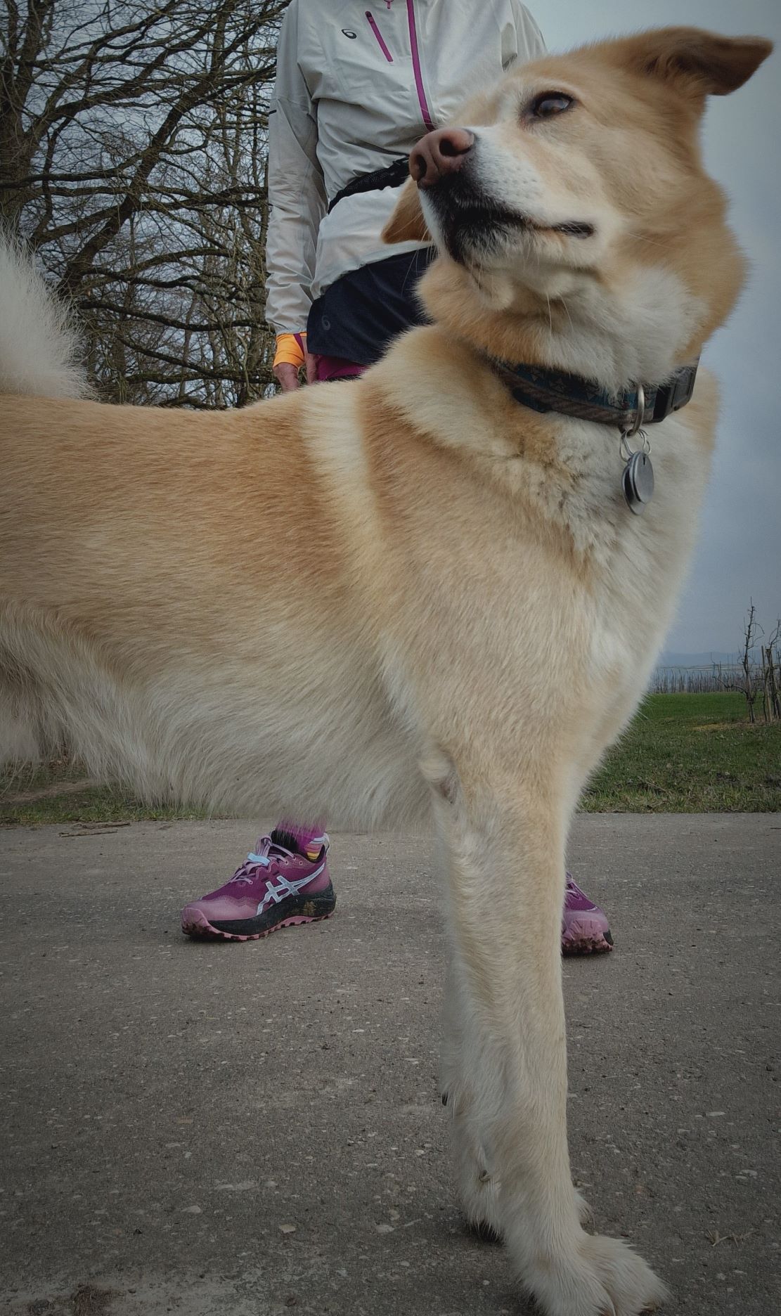 Auch beim Trailrunning ist der Hund dabei