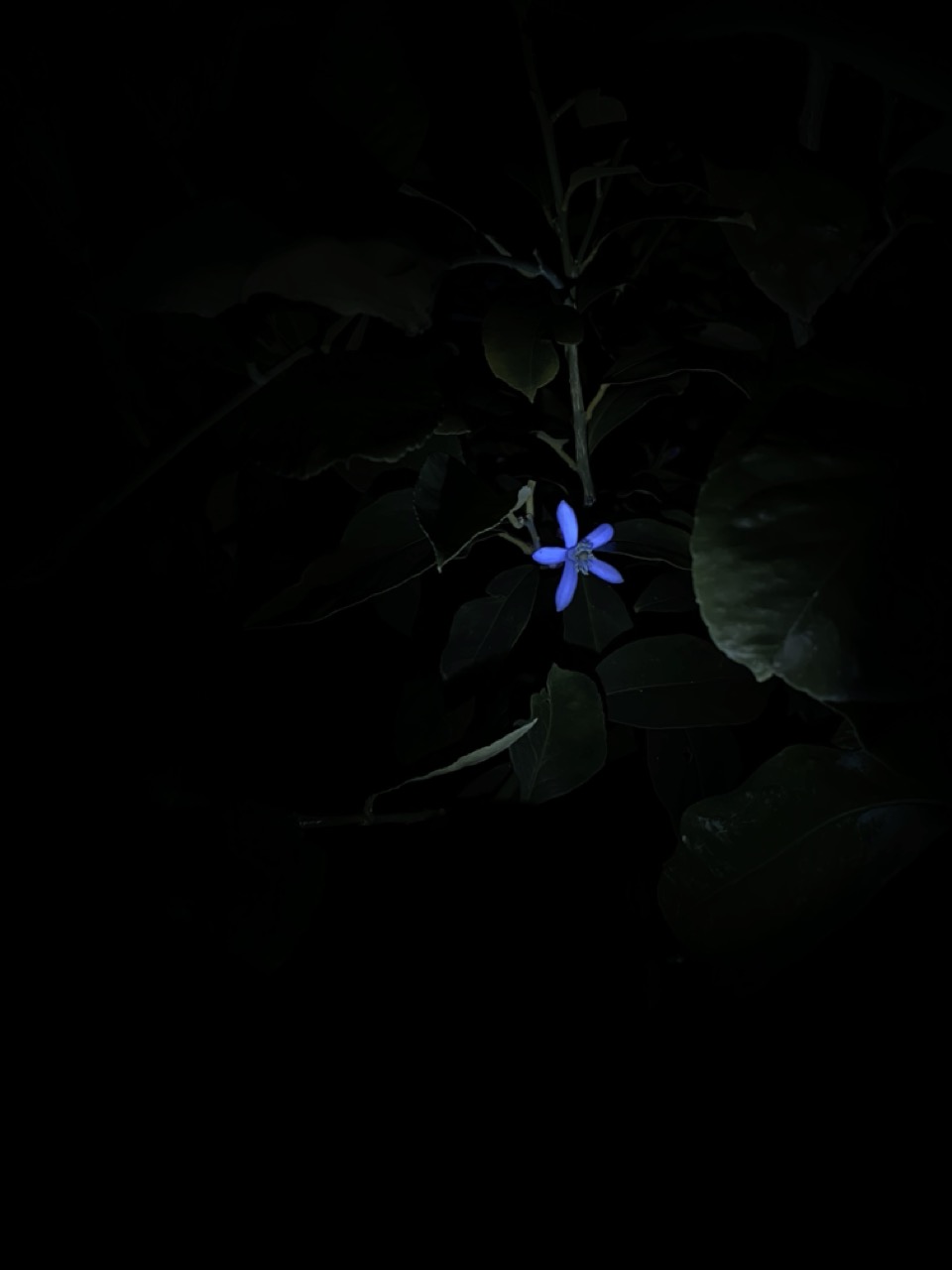 Blüte