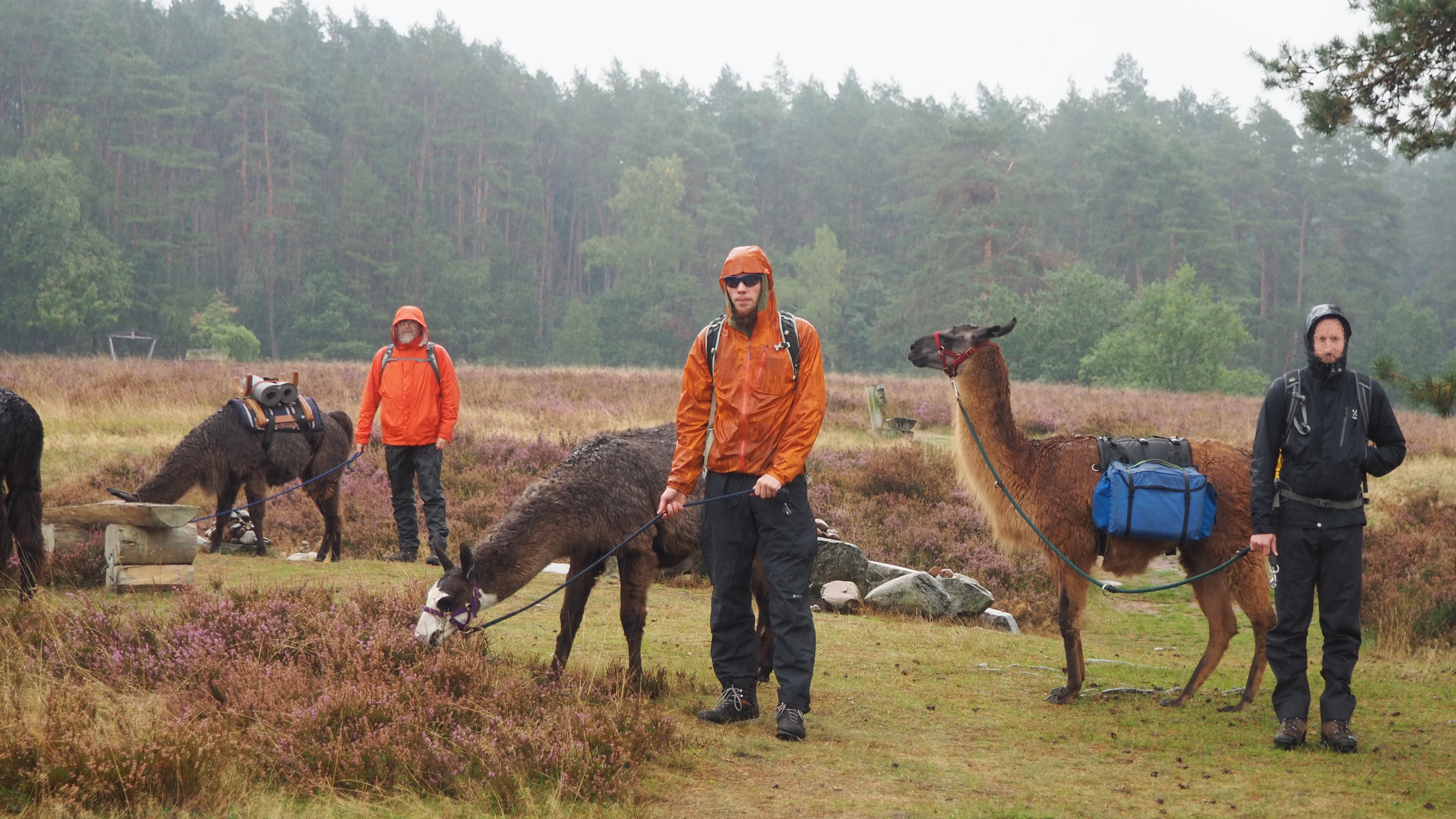 Lamawandern in der Heide