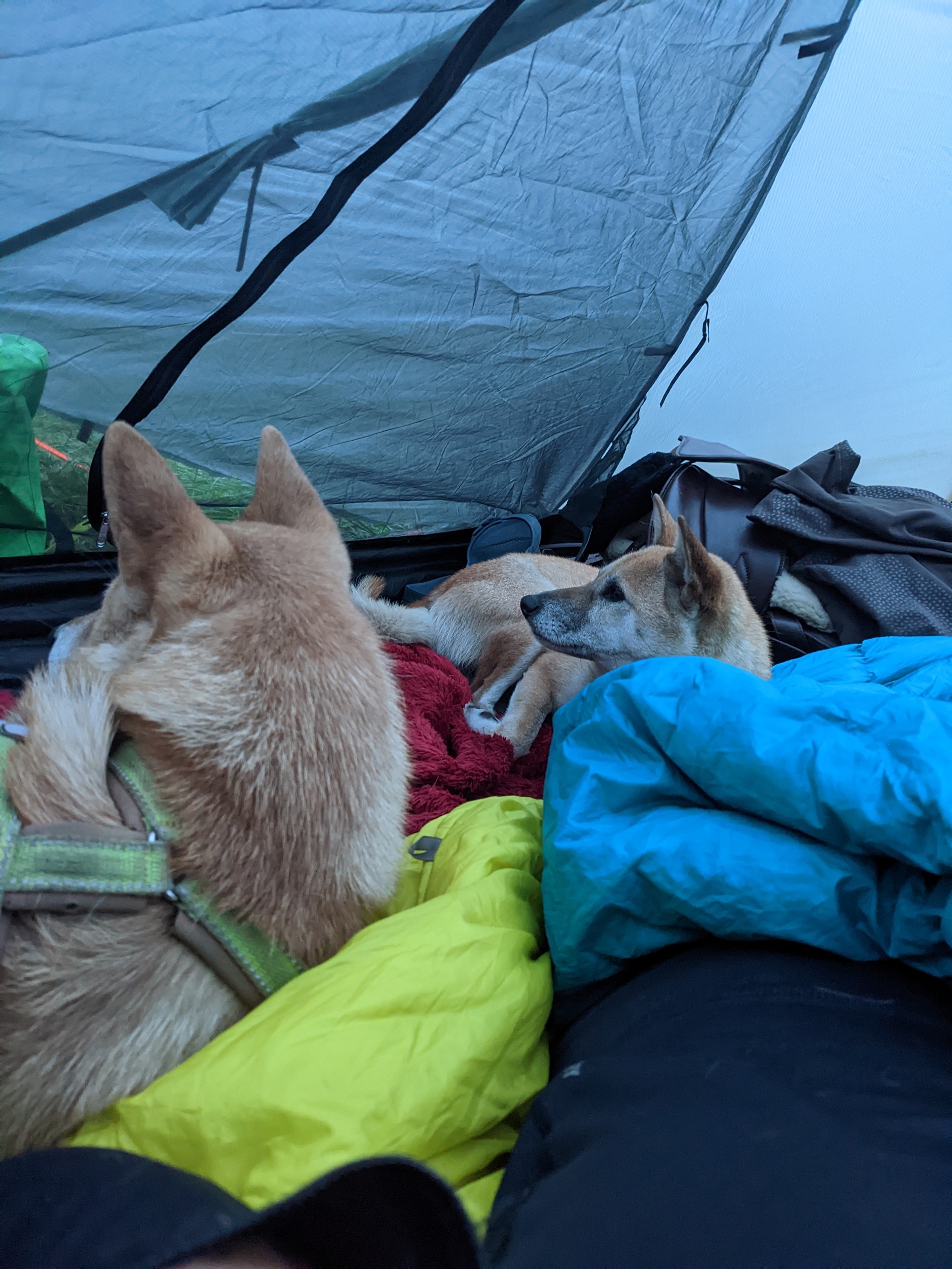 Hunde im Zelt