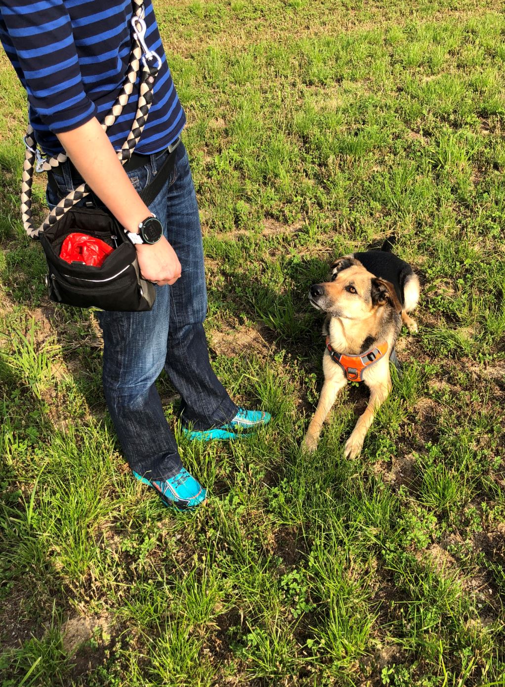 beim Hundetraining