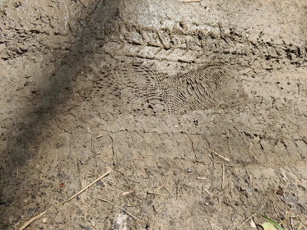 FVW 2