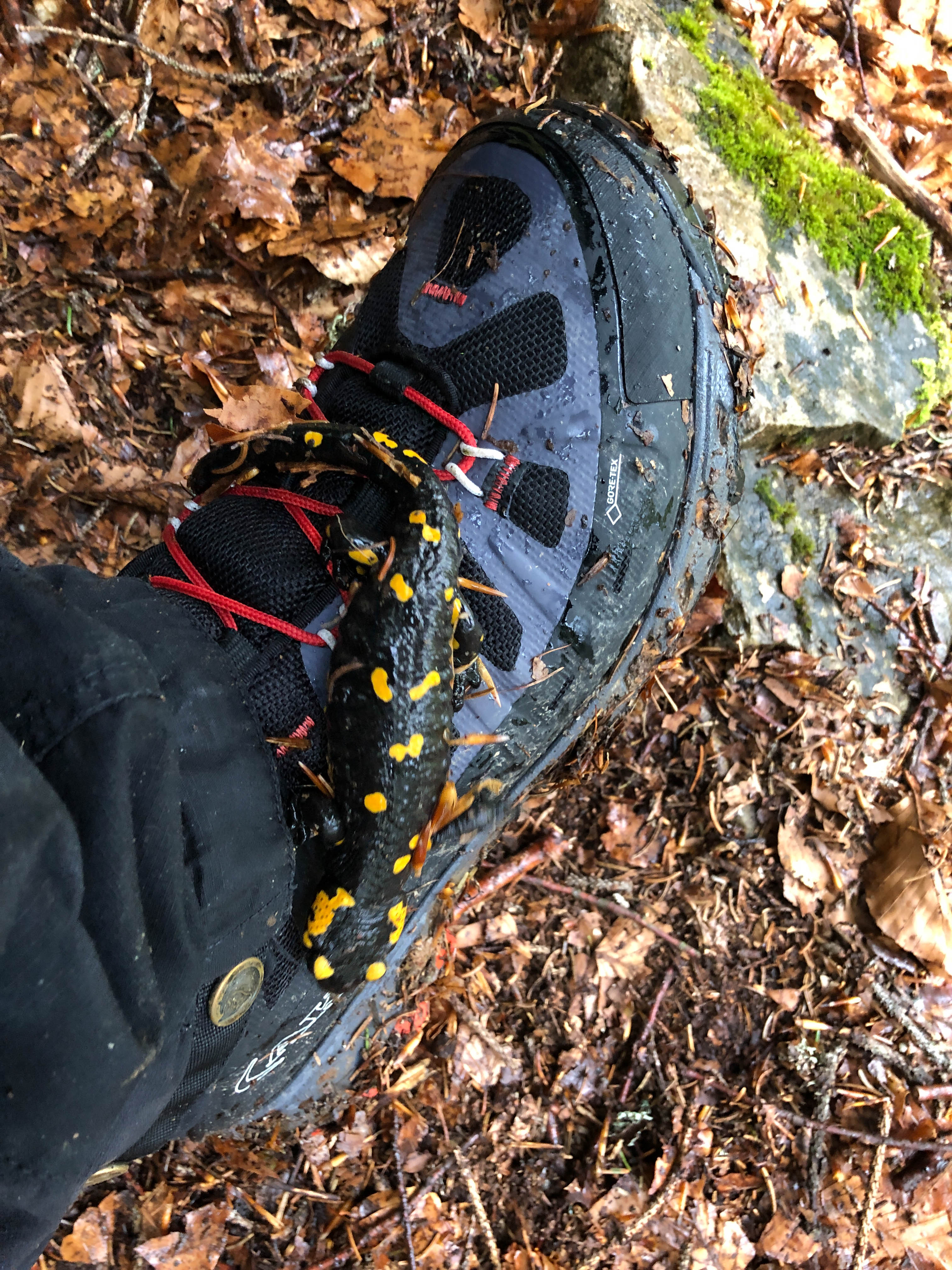feuersalamander