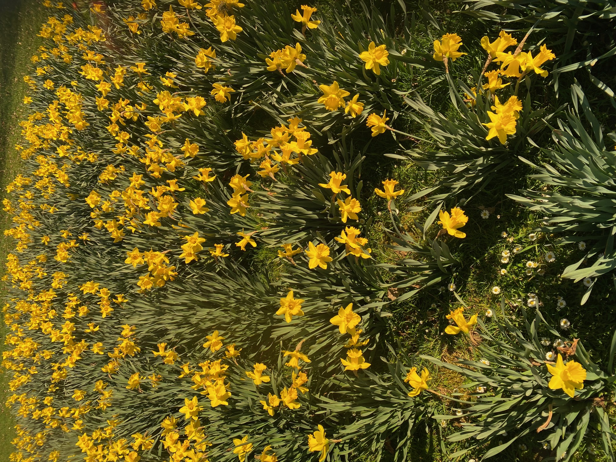 Blumenwiese mit Brille