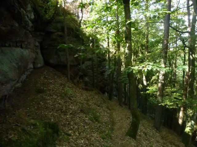 Wanderpfad im Pfälzer Wald