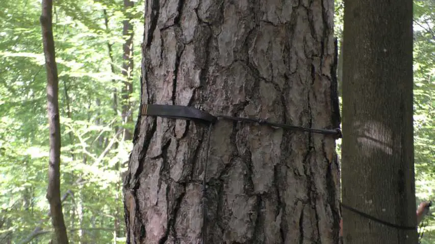 dicker baum