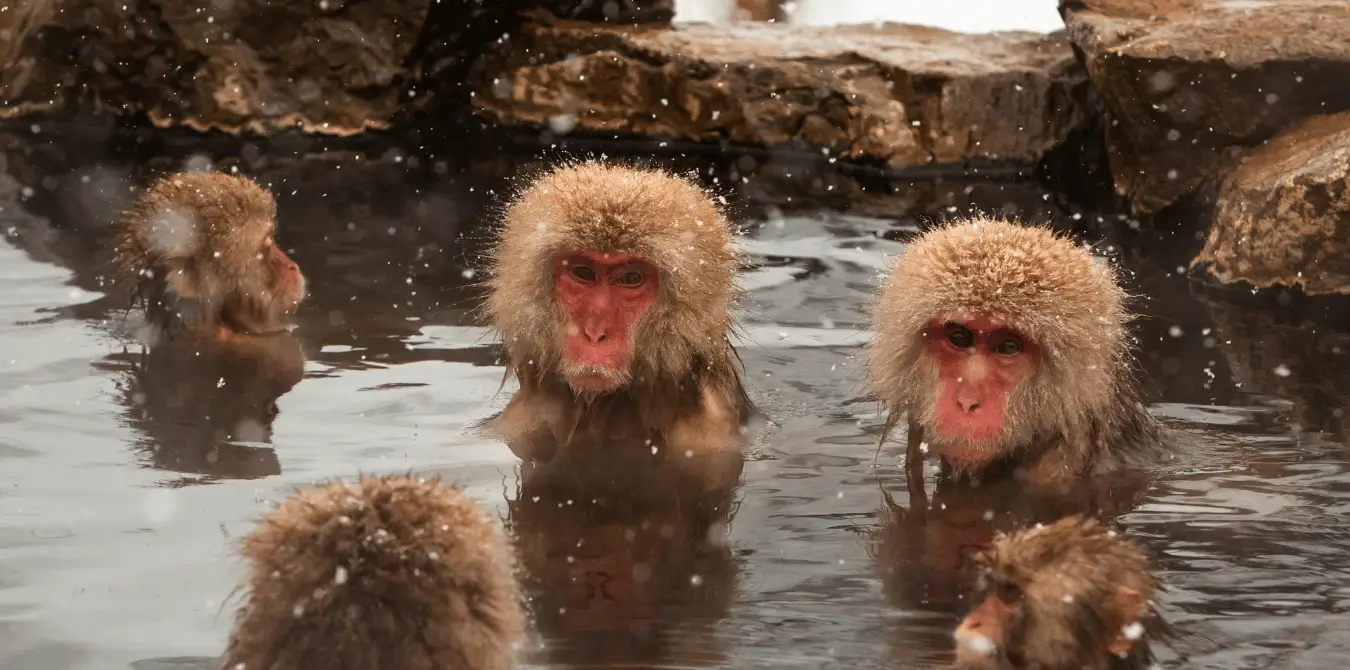 Jigokudani Monkey Park
