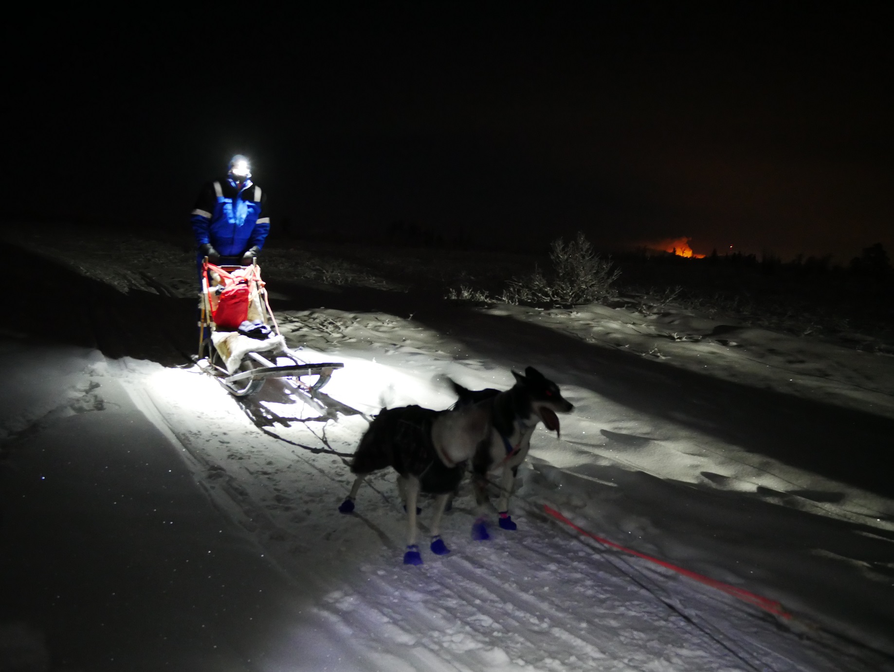 Kiruna Husky