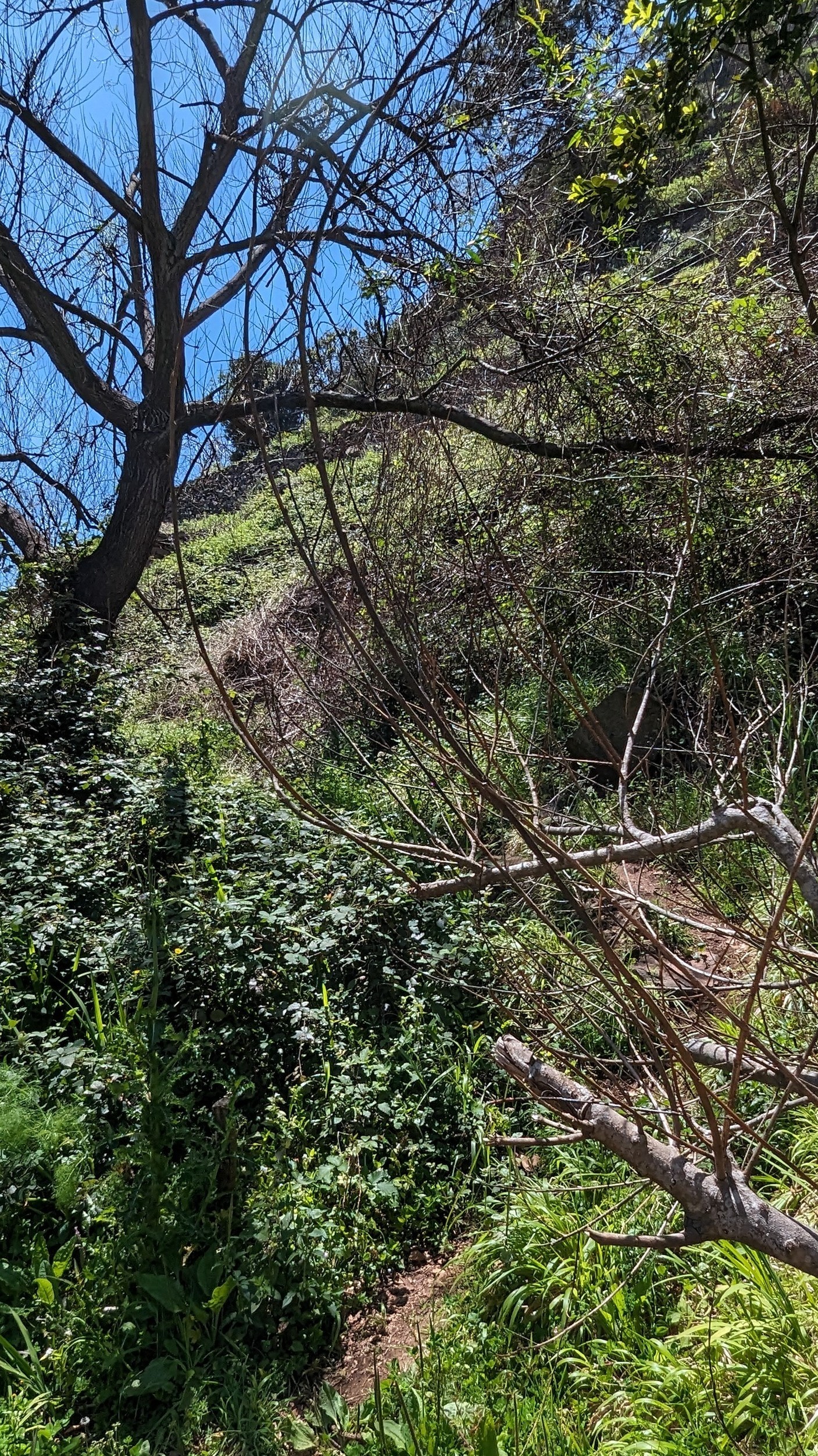Weg zwischen der Bachüberquerung Ribeira da Cova in Richtung Pico dos Bodes