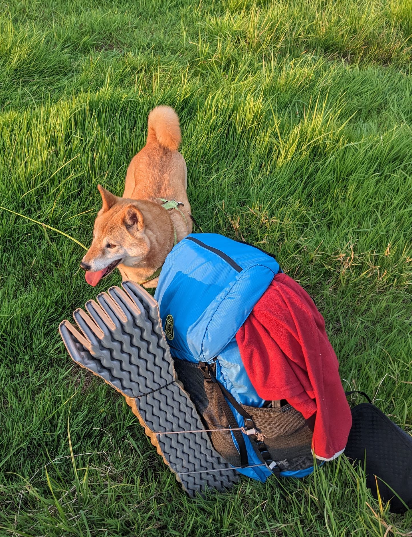 Hund und Rucksack