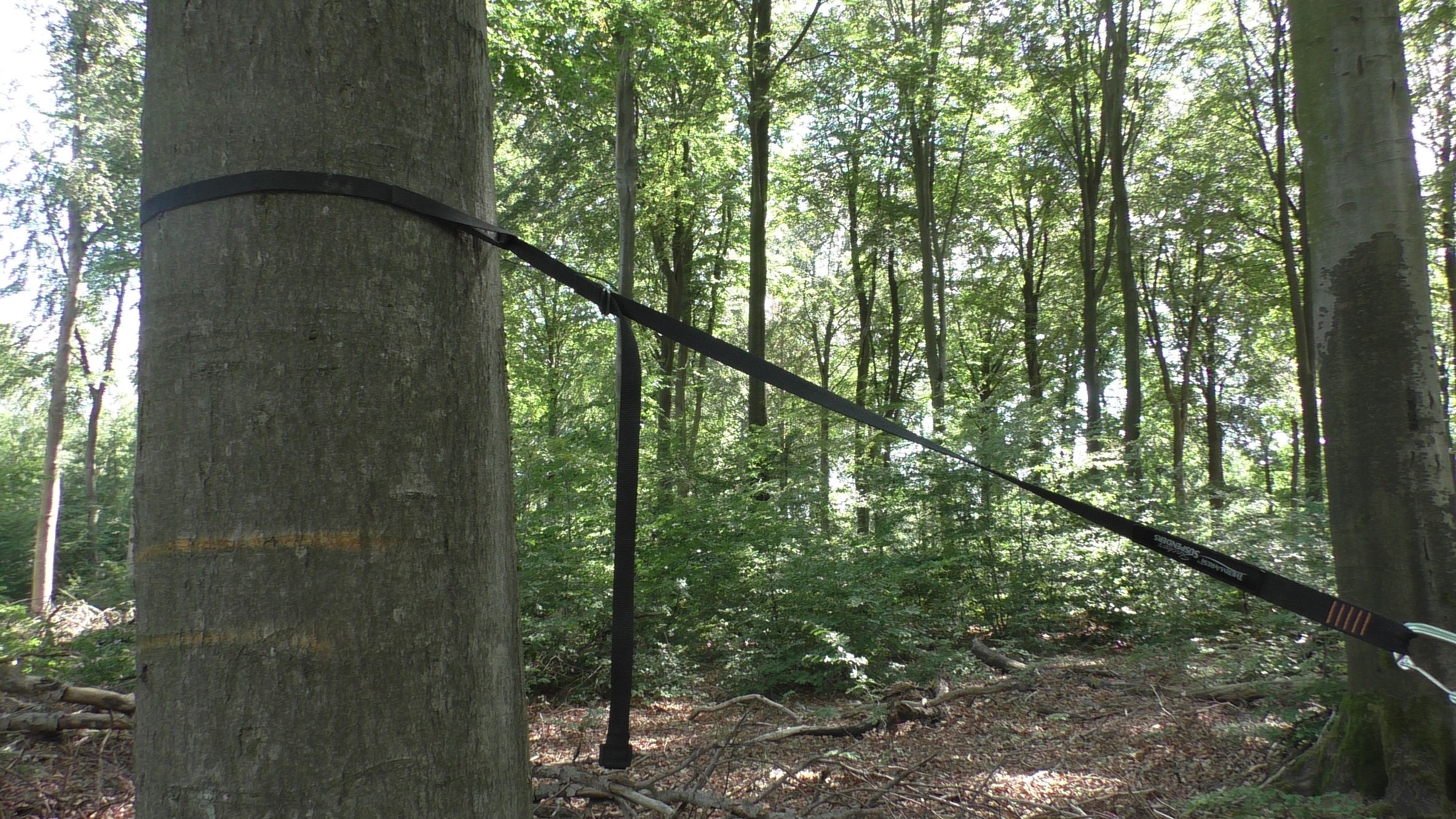 Baum mit Gurt