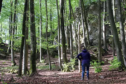 Wald