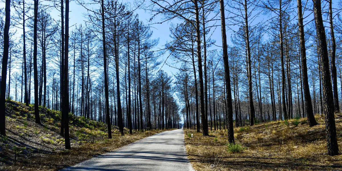 Abgebrannter Wald in Portugal