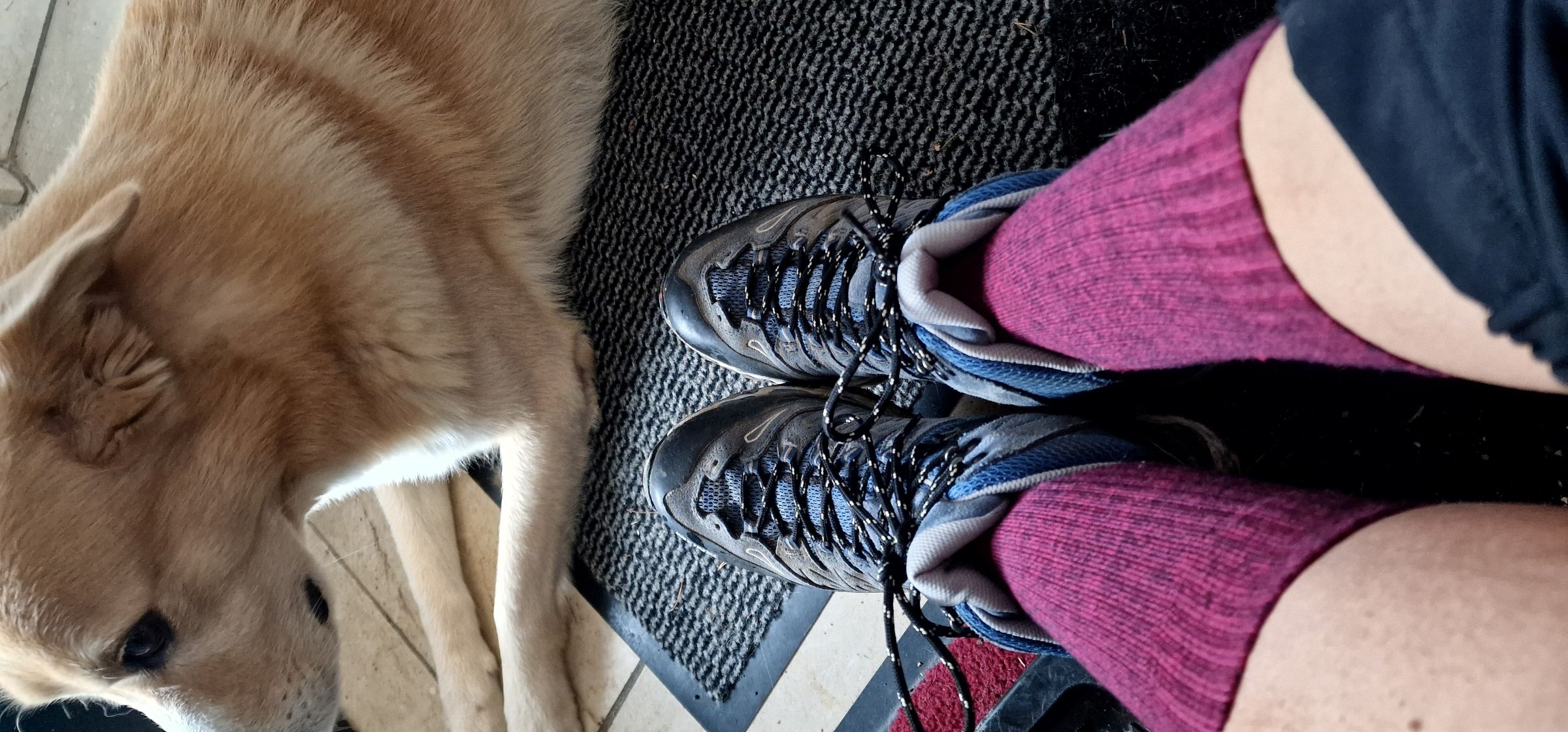 Unterwegs mit Hund! Die ersten Einsätze habe ich 10km Wanderungen mit meinem Hund unternommen.