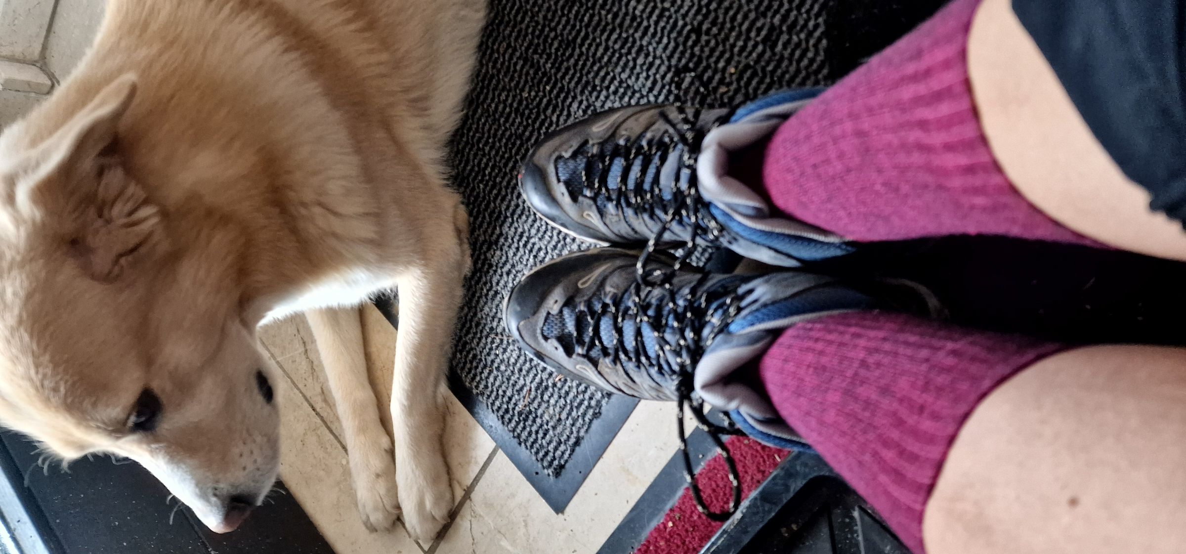 Eine absolute Kaufempfehlung für jeden Hundebesitzer
