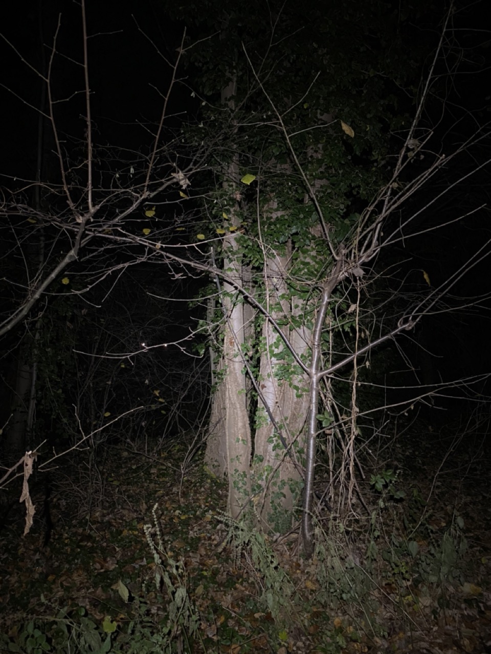 Baum auf hellster Stufe