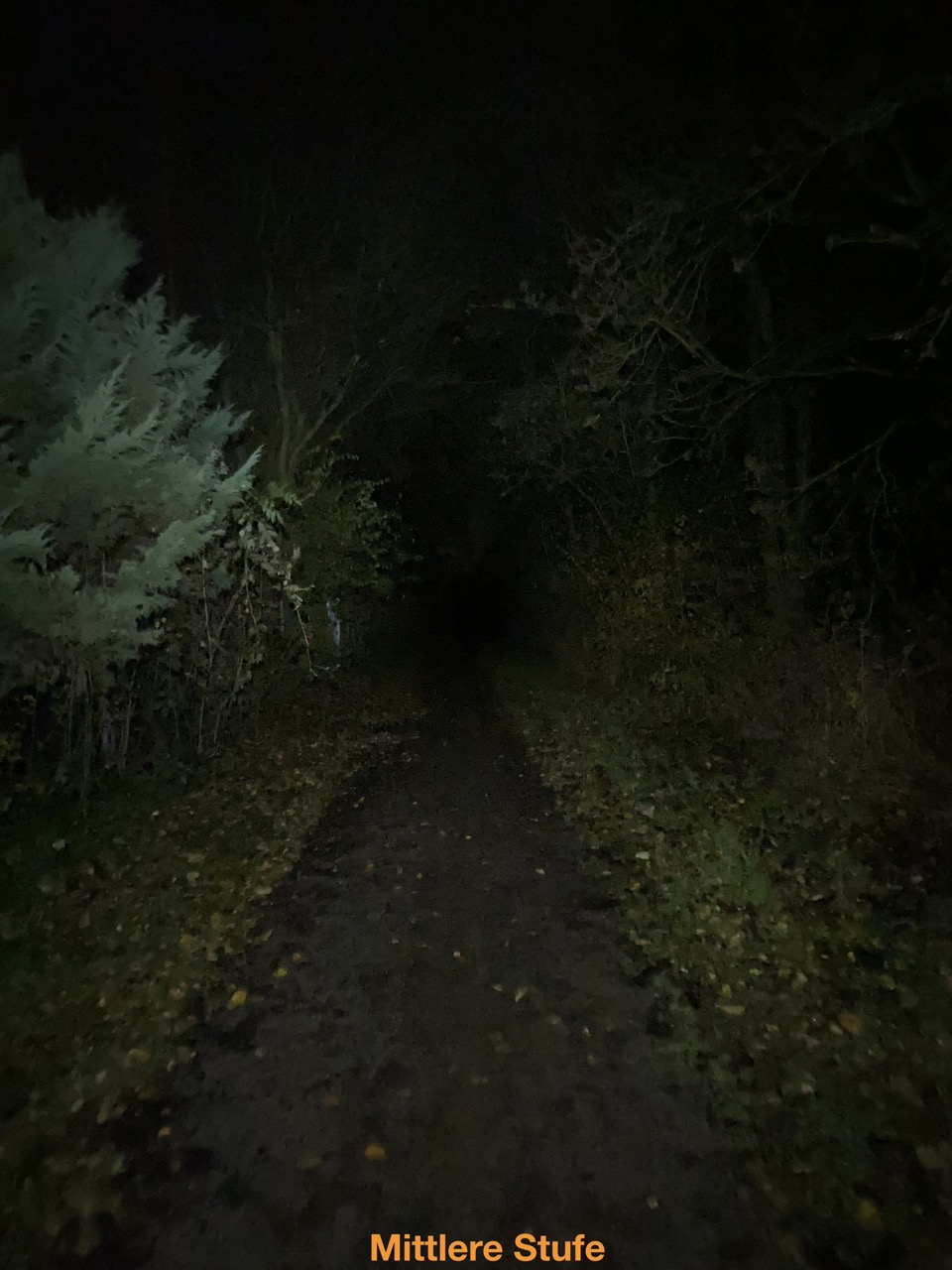 Waldweg auf mittlerer Stufe