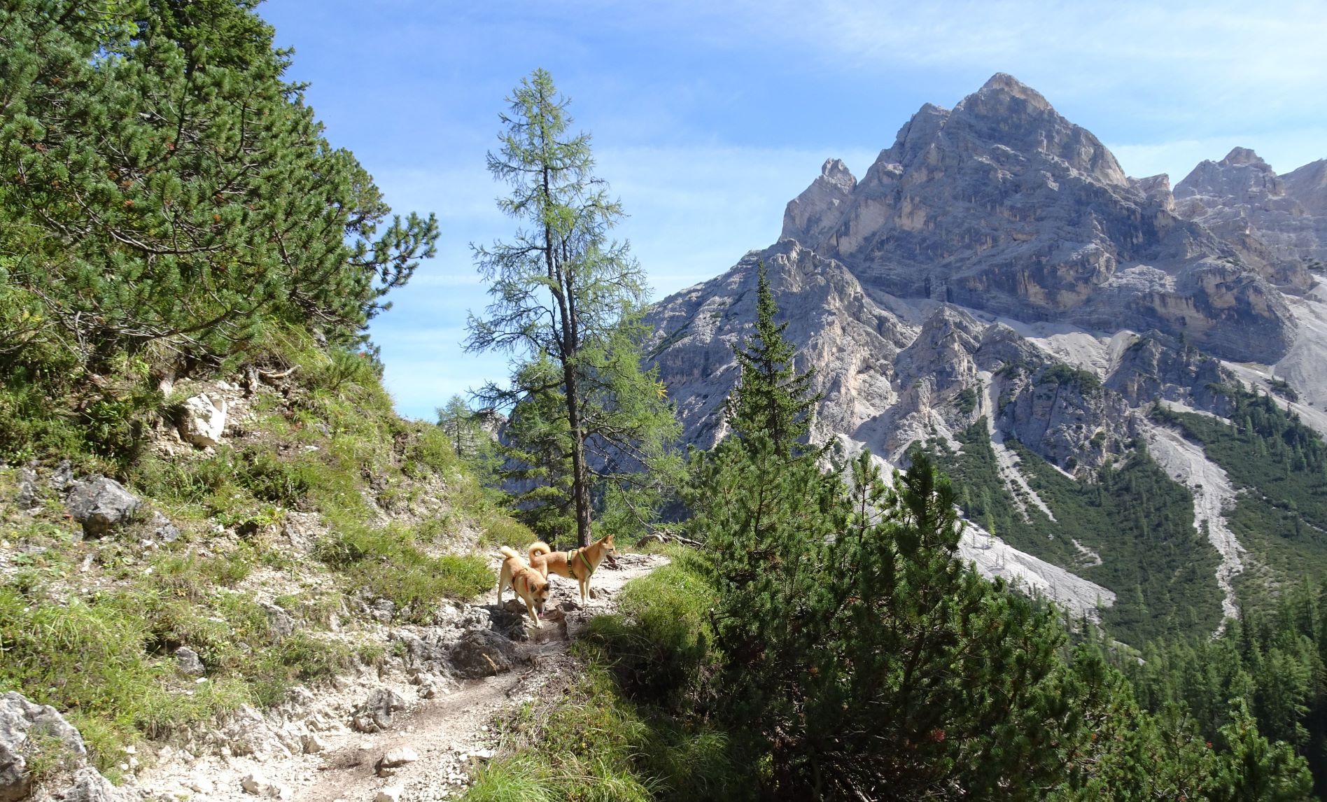 Hunde auf Wanderweg