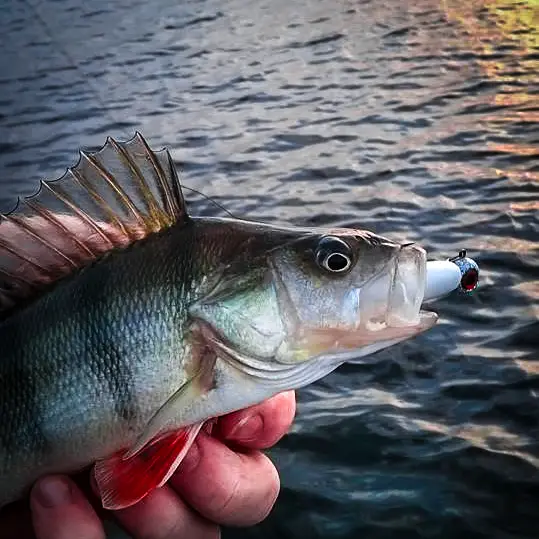 Profile picture for user User_went_fishing