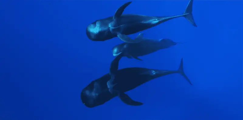OCEAN FILM TOUR No. 11