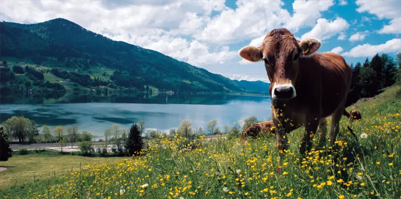 Obeallgäu Wandern
