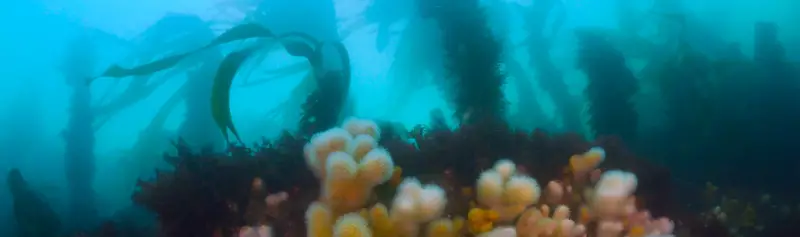 OCEAN FILM TOUR No. 11