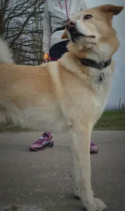 Auch beim Trailrunning ist der Hund dabei