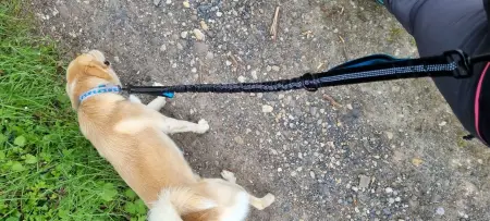 Wandern mit Hund und beide Hände frei
